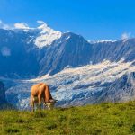 Switzerland Food Tourism: A Regional Cuisine Guide Best Switzerland Travel Agency in Ahmedabad