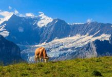 Switzerland Food Tourism: A Regional Cuisine Guide Best Switzerland Travel Agency in Ahmedabad